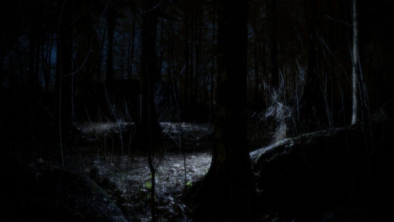 Uma floresta bastante escura iluminada por uma luz tênue que incide em uma clareira.